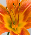 [Day lily closeup] - day lily, close up, orange, flower